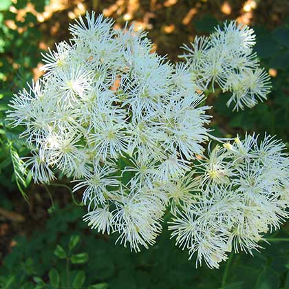 image de Thalictrum aquilegifolium 