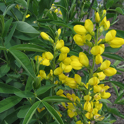 image de Thermopsis sp. 