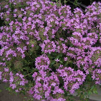 image de Thymus serpyllum Magic Carpet