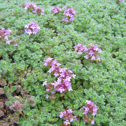 image de Thymus pseudolanuginosus 