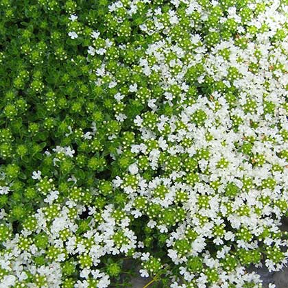 image de Thymus serpyllum albus 