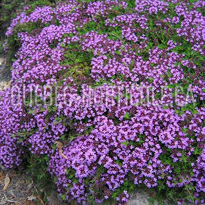 image de Thymus serpyllum coccineus 