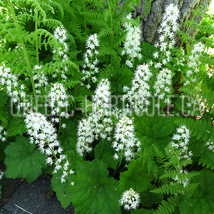 image de Tiarella cordifolia 