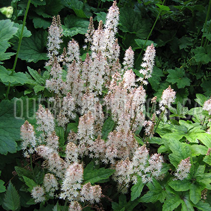 image de Tiarella Spring Symphony