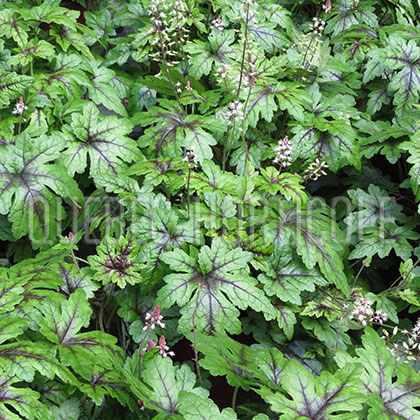 image de Tiarella Sugar and Spice