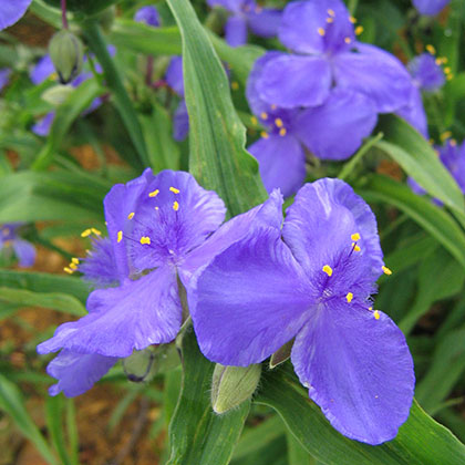 image de Tradescantia  Andersoniana 