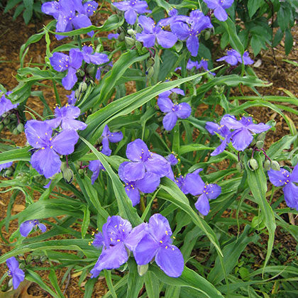 image de Tradescantia  Andersoniana 