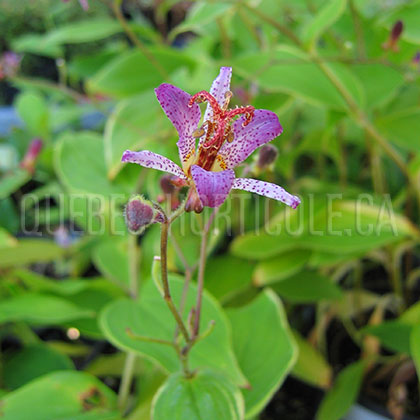 image de Tricyrtis formosana Gilt Edge