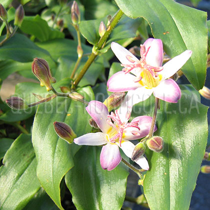 image de Tricyrtis x Tojen