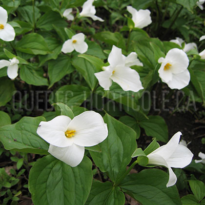 image de Trillium grandiflorum 