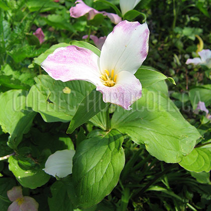 image de Trillium grandiflorum 