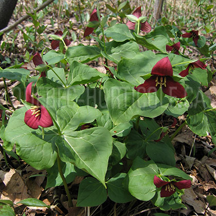 image de Trillium erectum 