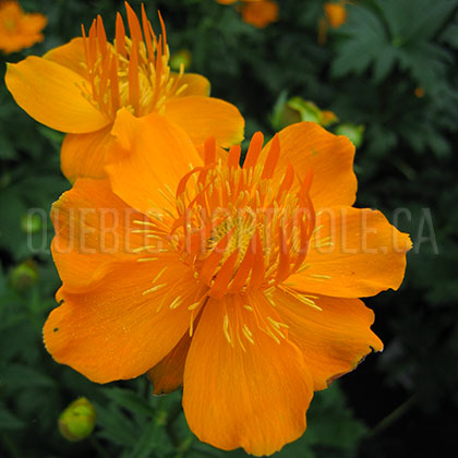 image de Trollius chinensis Golden Queen