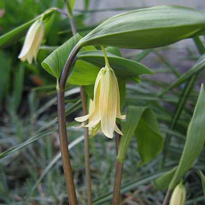 image de Uvularia sessifolia 