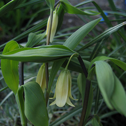 image de Uvularia sessifolia 