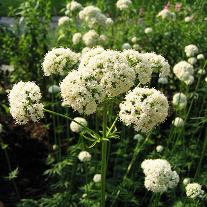 image de Valeriana officinalis 