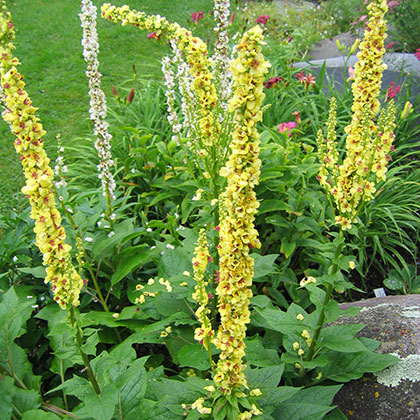 image de Verbascum sp. 