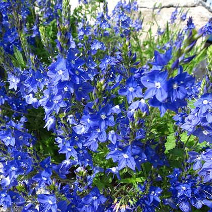 image de Veronica austriaca teucrium Crater Lake Blue