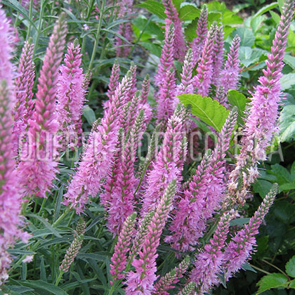 image de Veronica spicata Minuet