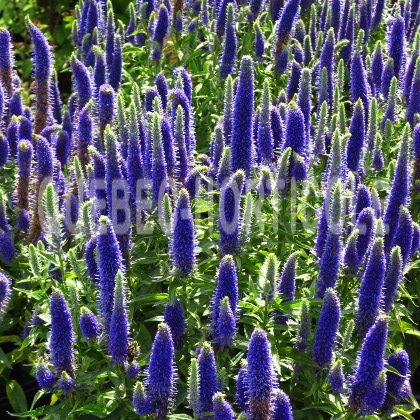 image de Veronica spicata Royal Candles