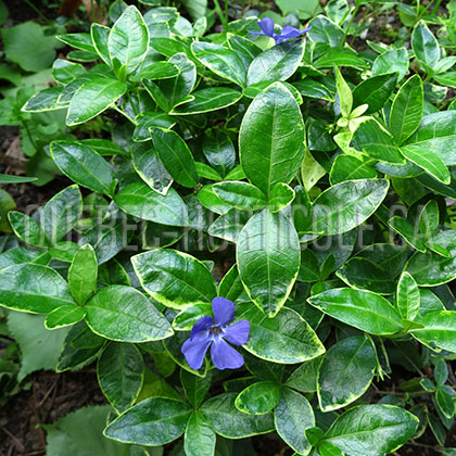 image de Vinca minor Aureovariegata