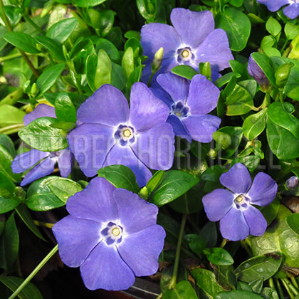 image de Vinca minor Bowles Variety