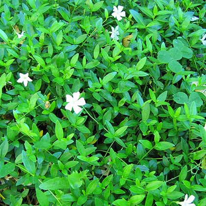 image de Vinca minor alba 