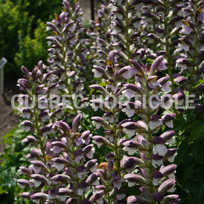 image de Acanthus hungaricus 