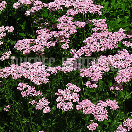 image de Achillea Apfelblüte ou Appleblossom