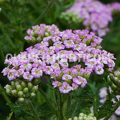 image de Achillea Firefly Amethyst