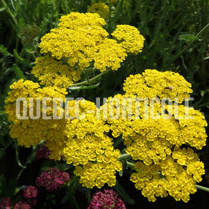 image de Achillea Moonshine