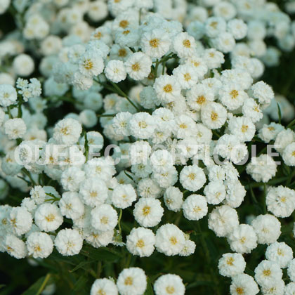 image de Achillea ptarmica Peter Cottontail