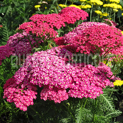 image de Achillea millefolium Saucy Seduction