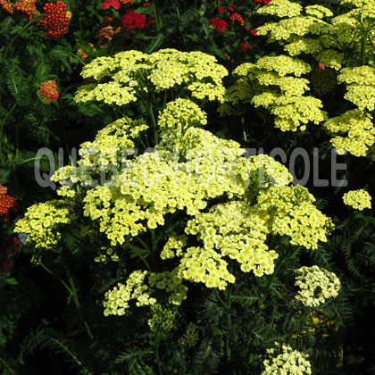 image de Achillea millefolium Sunny Seduction