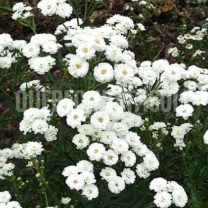 image de Achillea ptarmica Boule de Neige (La Perle)