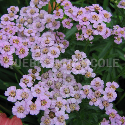 image de Achillea sibirica 