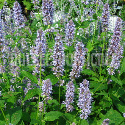 image de Agastache Blue Fortune