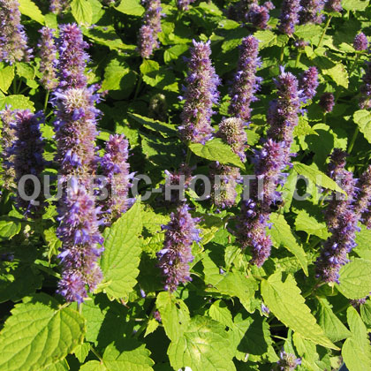 image de Agastache Golden Jubilee