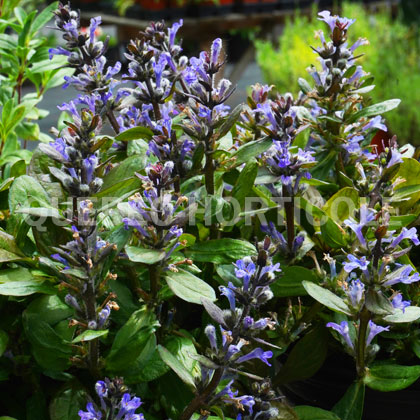 image de Ajuga reptans Blueberry Muffin