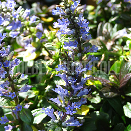 image de Ajuga reptans Chocolate Chip™