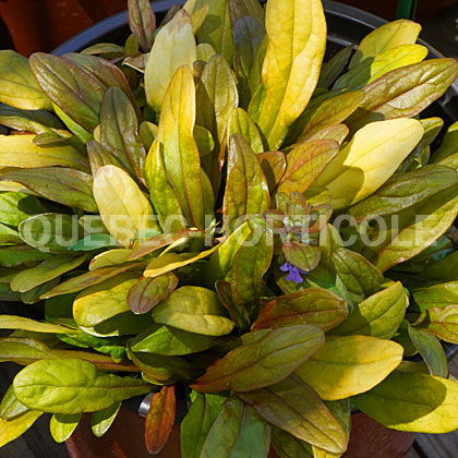 image de Ajuga reptans Feathered Friends™ Fancy Finch