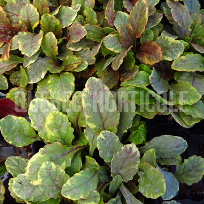 image de Ajuga reptans Golden Glow