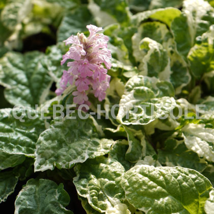 image de Ajuga reptans Pink Lightning