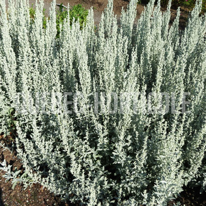 image de Artemisia ludoviciana Silver King