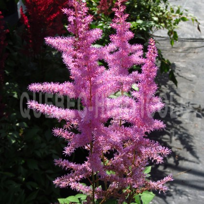 image de Astilbe x arendsii Amethyst