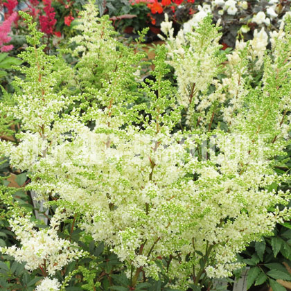 image de Astilbe x arendsii Astary White