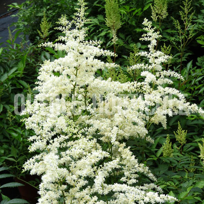 image de Astilbe x arendsii Bridal Veil