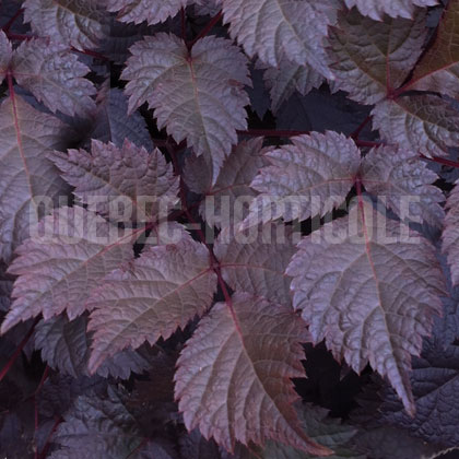 image de Astilbe Chocolate Shogun