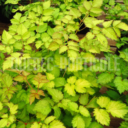 image de Astilbe x arendsii Color Flash Lime