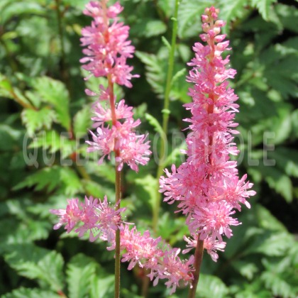 image de Astilbe x crispa Perkeo